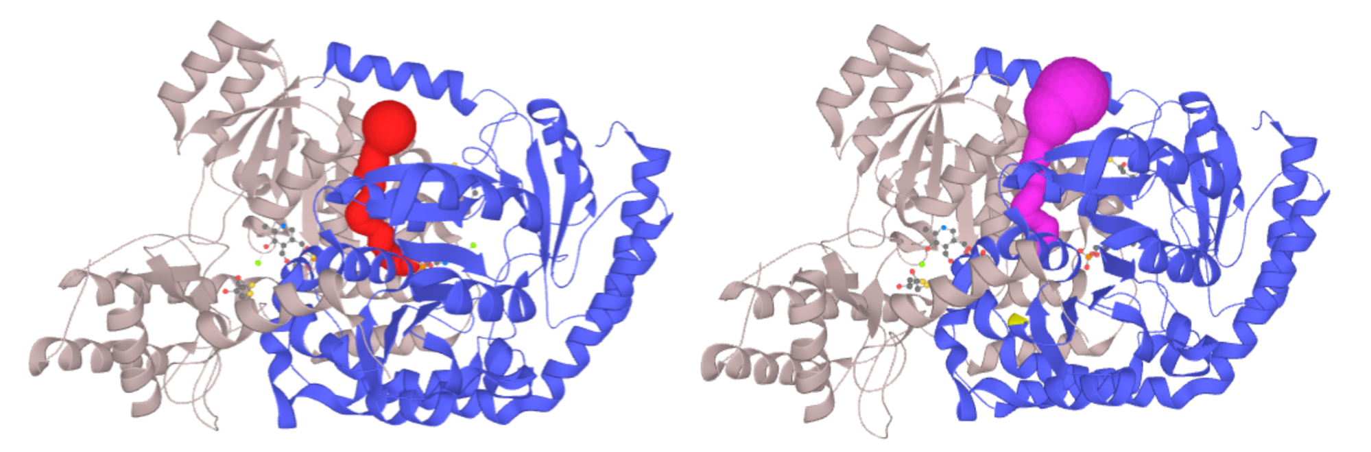 Left - Channel of PLP-dependent Acetyl-CoA transferase CqsA (PDB ID: 3KKI) ProbeRadius set to value 5. Right - ProbeRadius set to 20 showed overestimation of the parameter.